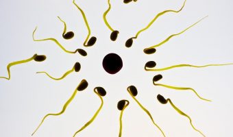 גבריאל פוריות לגבר